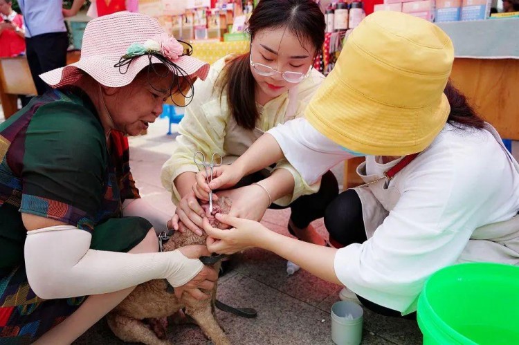 常州一社区推出狗狗集市