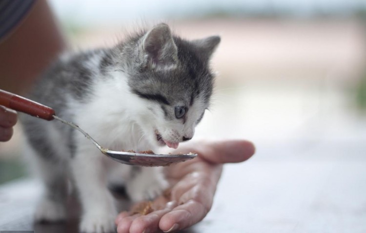 新手买猫粮请避开这些坑这会让你的猫咪更健康