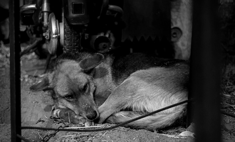 提醒！狗狗这些症状是患上狂犬病了要远离