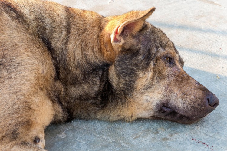 提醒！狗狗这些症状是患上狂犬病了要远离