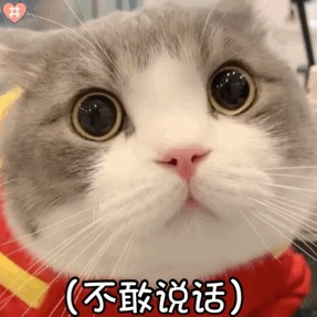 宠物专家表示：猫养久了，可以听懂人话！