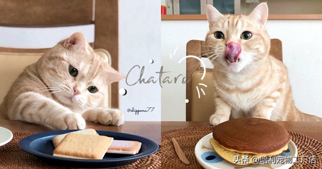 日本美食家小橘猫「茶太郎」，每天一心想偷食物的桌子太可爱了