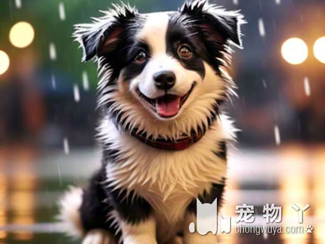 斗牛犬怎么养？